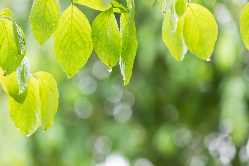 梅雨の湿気対策、どうする？